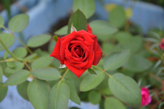 红玫瑰,月卡（五叶草）